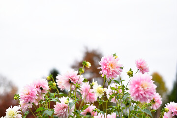 pink and white flowers