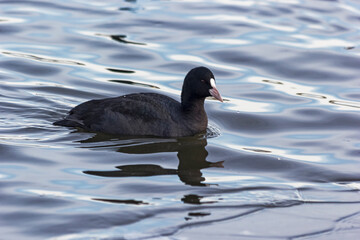 The Coot, Fulica atra, a common water bird in the UK swimming on a lake.