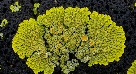 Chartreuse Lichen Flourishing On Dark Volcanic Rock An Abstract Composition
