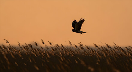 Marsh Hawk Gliding Above Reeds During an Orange Sunset