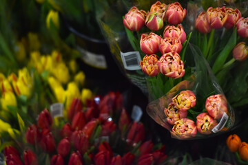 tulips in the garden