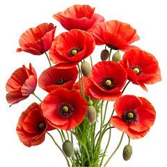 Fototapeta premium Vibrant bouquet of red poppy flowers isolated against a pure white background