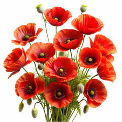 Obraz premium Vibrant bouquet of elegant red poppy flowers with green stems on white background