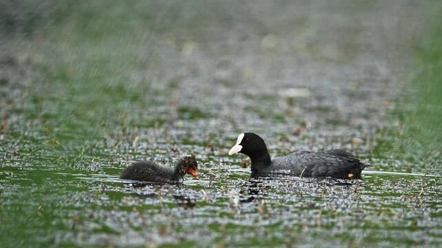 Eurasian Coot Swimming In Pond With Its Chick