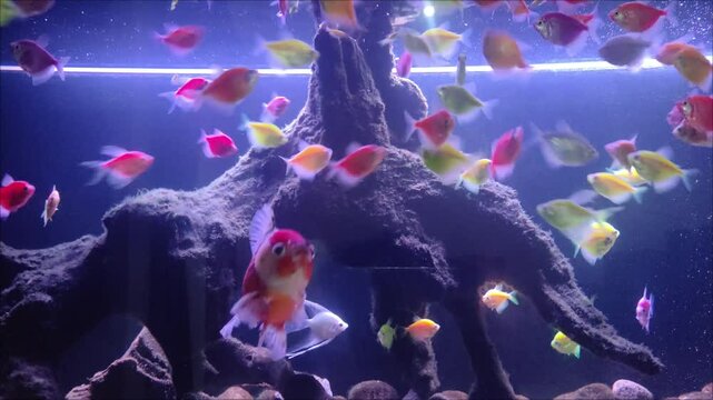 Ornatus Fish and Ternary in the dark Aquarium with neon light. Glofish tetra.