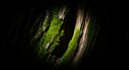Sunlit Moss Draped Over Ancient Bark Creates a Mystical Forest Ambiance