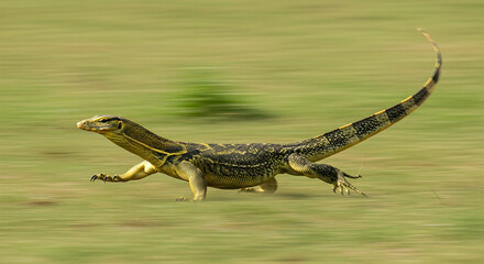 Asian Water Monitor Lizard Swiftly Moving Across Green Grass Field Outdoors