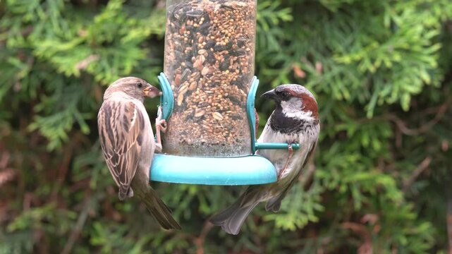 sparrows at the feed silo