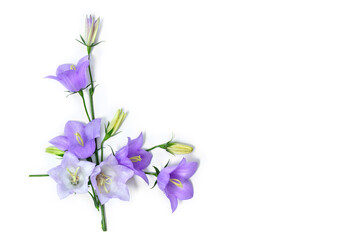 Violet blue flowers bell Campanula persicifolia ( peach-leaved bellflower ) on a white background with space for text. Top view, flat lay