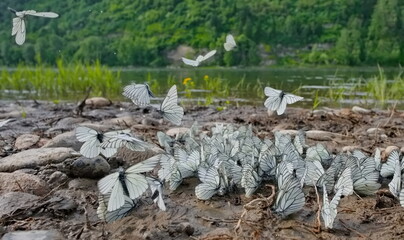 Russia, Kuznetsky Alatau. A huge cluster of cabbage butterflies on the banks of the Tom River at the beginning of a hot summer.