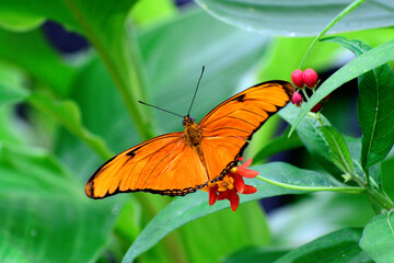 Flambeau butterfly