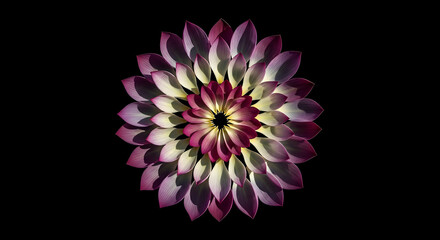 Elegant Dahlia Bloom Exhibiting Perfect Symmetry On A Stark Black Background