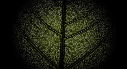 Botanical Abstraction Veined Leaf Close-Up Details Dark Background for Decoration