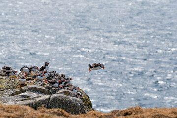Atlantic puffin flying near the isle of May in Scotland. The puffins breed on the isle of May, a small island in the Firth of Forth.