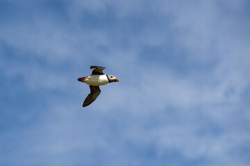 Atlantic puffin flying near the isle of May in Scotland. The puffins breed on the isle of May, a small island in the Firth of Forth.