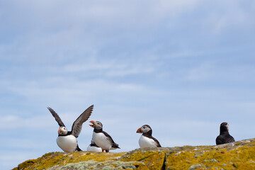 Atlantic puffins on the isle of May in Scotland. The puffins breed on the isle of May, a small island in the Firth of Forth.