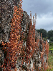 autumn flowers on a wall in portugal on the camino de Santiago, the road to santiago, christian pilgrimage