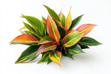 Colorful aglaonema plant with vibrant foliage for indoor decor, botanical illustration, and gardening content