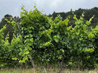 vineyard in autumn in portugal on the camino de Santiago, the road to santiago, christian pilgrimage