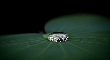 Water Drop on Lotus Leaf Showcasing Reflection and Natural Beauty
