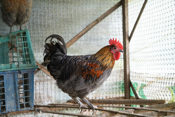 Colorful Rooster Standing Inside a Cage on a Farm