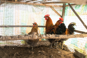 Trio of Roosters and a Hen in a Traditional Thai Chicken Coop