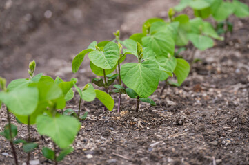 家庭菜園　えだまめの苗