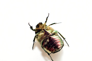 A copper beetle from the family Lamellate beetles lies on its back on a white background. Close-up.