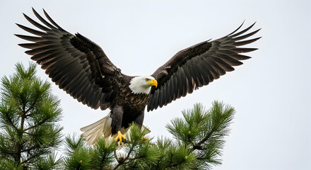 Bald Eagle Perched Atop Pine Tree With Wide Open Wings Ready To Take Flight