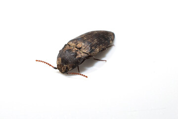 Gray click beetle, a species of beetle in the subfamily Agrypninae, on white background.
