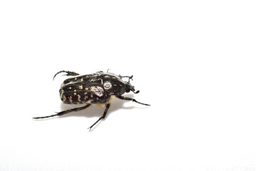 The stinking bronze beetle, a beetle from the lamellicorn family, on a white background.