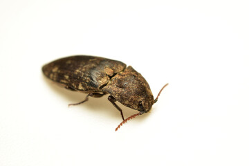 Gray click beetle, a species of beetle in the subfamily Agrypninae, on white background.