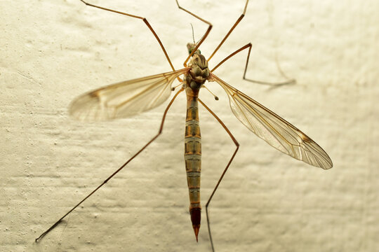 The harmful crane fly, or marsh crane fly, is a species of insect from the genus Craneidae.
