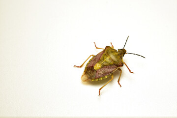 Black-whiskered shield bug from the family of true shield bugs, bug on a white background.