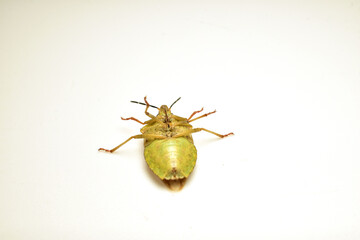 The green shield bug Palomena prasina, a member of the true shield bug family, lies on its back.