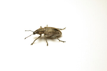 Gray soil weevil beetle on a white background.