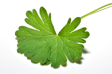 Fototapeta premium Leaf of the plant Geranium small on a white background.