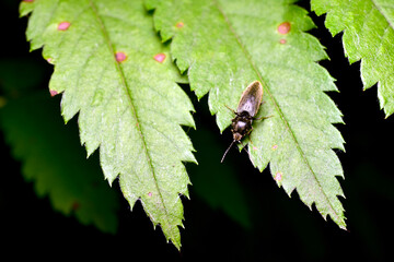 A hoverfly, a member of the genus Cheilosia, sits on a green leaf.