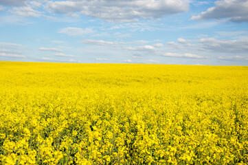 Obraz premium A vast expanse of bright yellow rapeseed flowers stretches across the landscape, contrasting with the blue sky and white clouds above