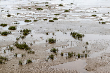 Coastal salt marsh at low tide in Hoylake, Wirral, England, with scattered tufts of grass emerging...