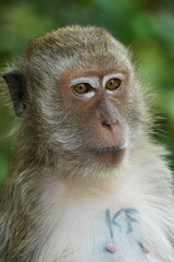 Obraz premium Macaque Monkey at lookout.