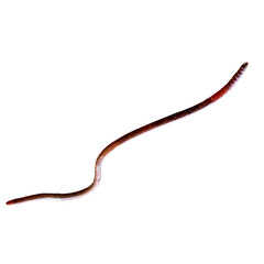 close up of  a earthworm on white background