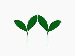The white background in the picture is an illustration of two branches with four green leaves. They are the same color elongated leaves. They are used as illustrations in various artworks.
