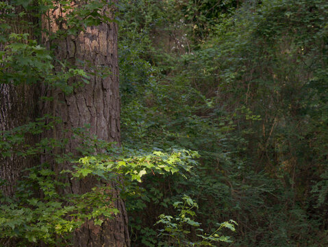 Old Pine tree in the forest with early morning light