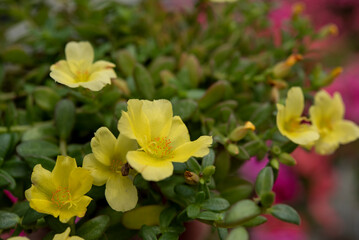 Portulaca oleracea is a succulent plant in the family Portulacaceae. Yellow flowers..