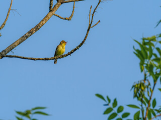 Singing Icterine Warbler in beautiful morning light