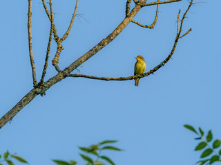 Icterine Warbler resting on a branch