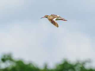 Redshank in flight