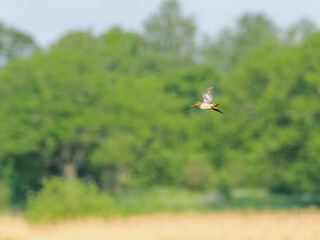 Common Snipe flying over meadow