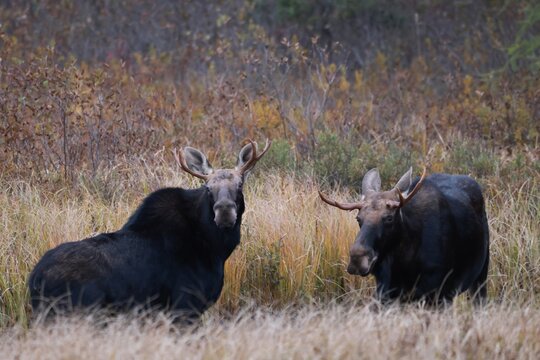 Canada moose Alces alces americana two bulls looking to test each other out